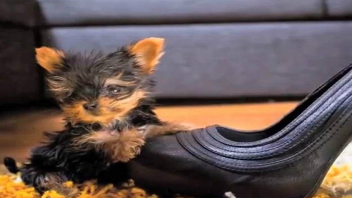 Youtube/barcroftmedia