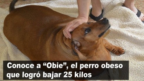 Facebook - Obie Dog Journey