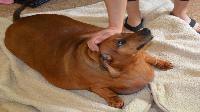 Facebook - Obie Dog Journey