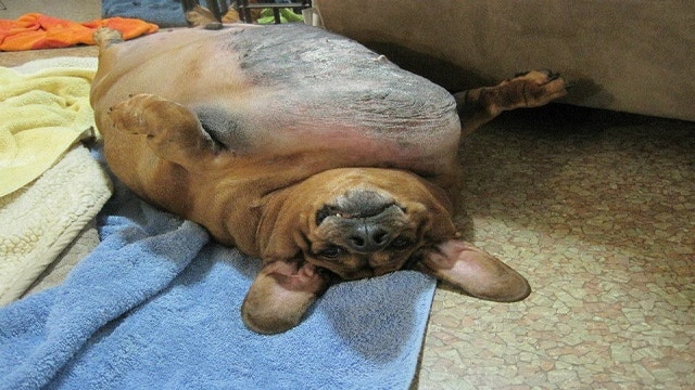 Facebook - Obie Dog Journey