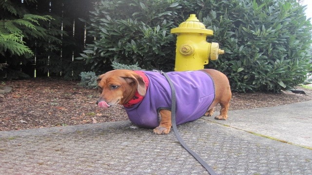 Facebook - Obie Dog Journey