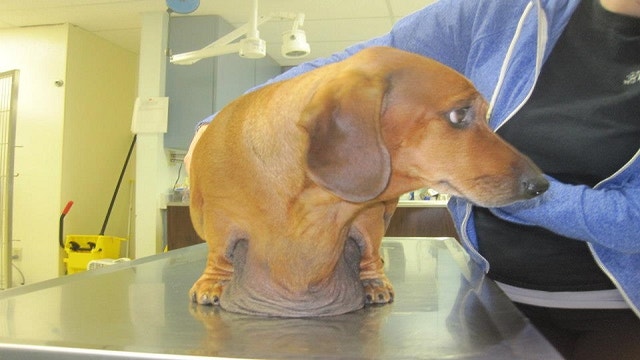 Facebook - Obie Dog Journey