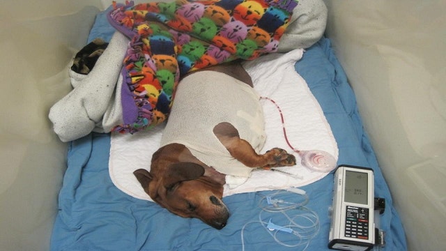 Facebook - Obie Dog Journey
