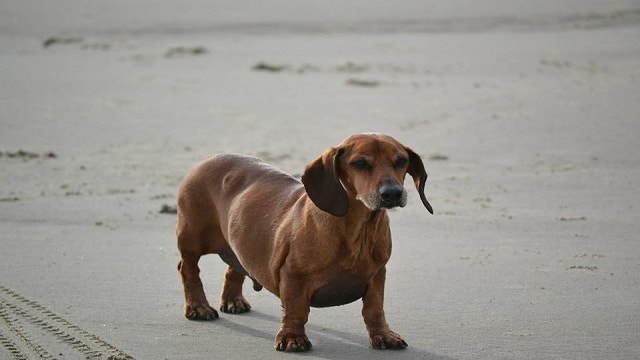 Facebook - Obie Dog Journey