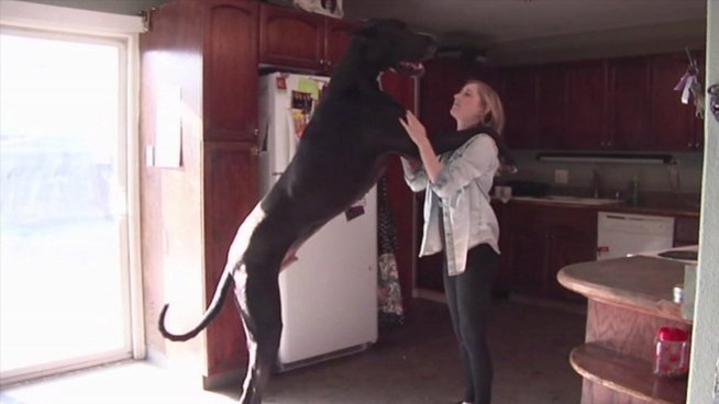 Facebook: este perro sorprende por su enorme tamaño