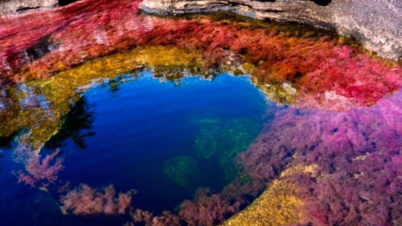 Caño Cristales es un río de Colombia 