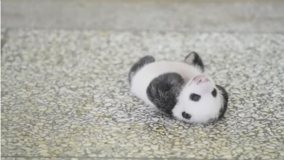 Panda bebé enternece las redes sociales