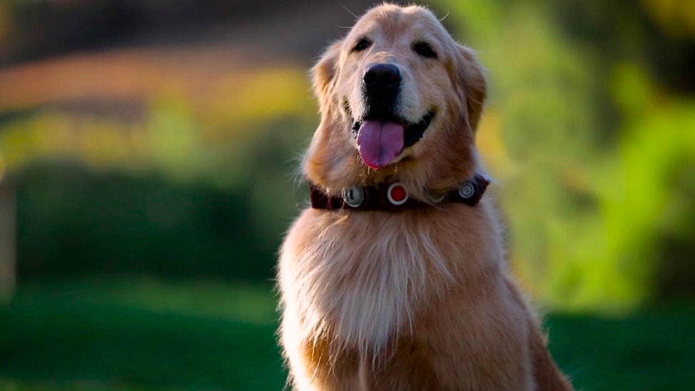 Facebook: ¿cómo sería Dug de la película 'UP' en la vida real?