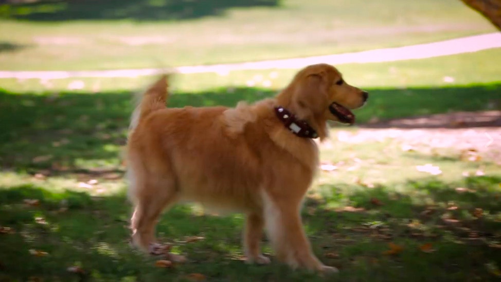 Facebook: ¿cómo sería Dug de la película 'UP' en la vida real?