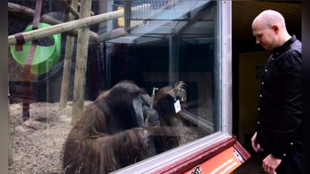 Un ilusionista sorprendió a un orangután con un acto de magia y quiso imitarlo, la escena se encuentra en Facebook