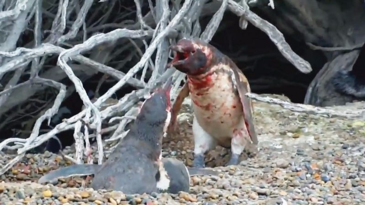   La pelea entre dos pingüinos 