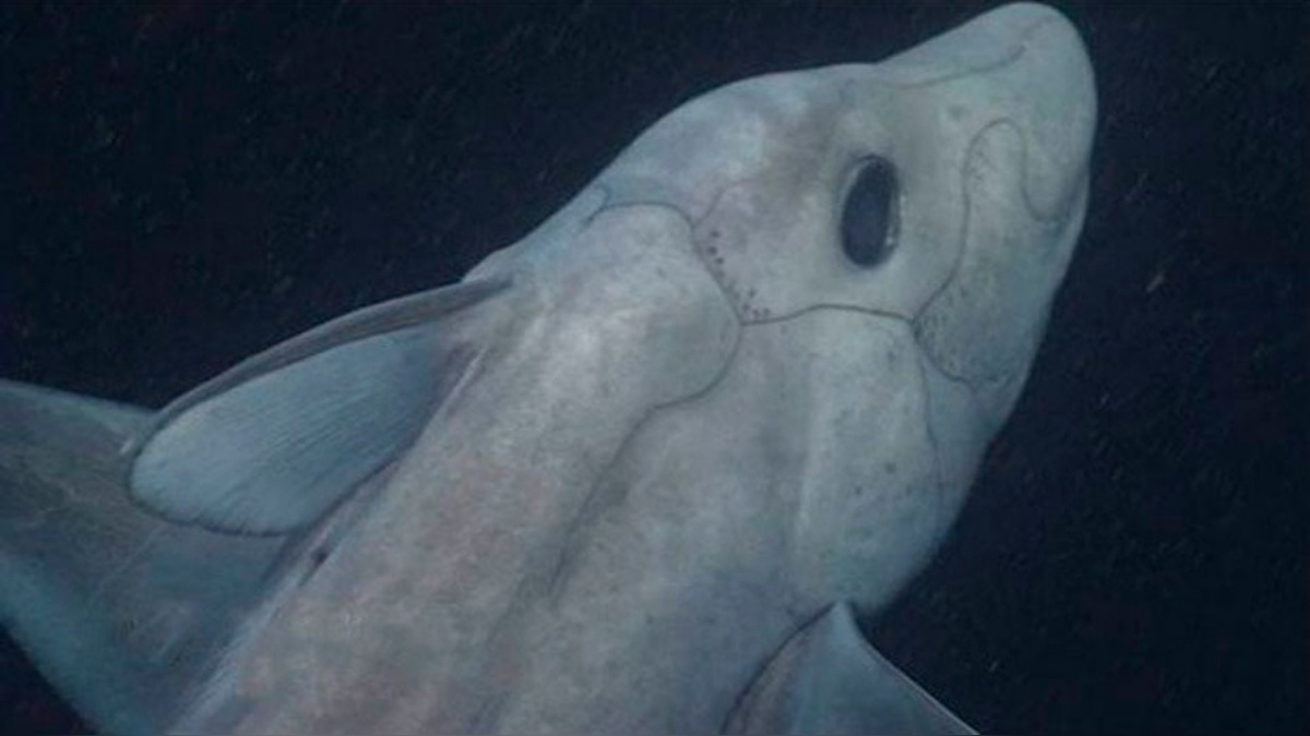Tiburón fantasma