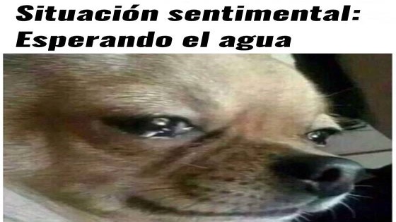 Memes