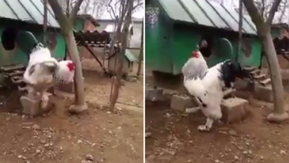 Twitter: El enorme pollo que causa terror en internet