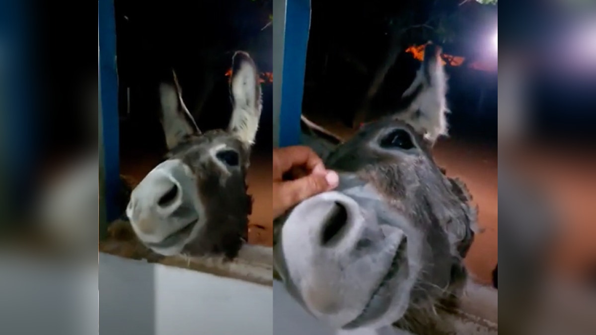 Burro visita la casa de su dueña y ella lo trata como a un hijo: "Mamá te ama" [VIDEO]