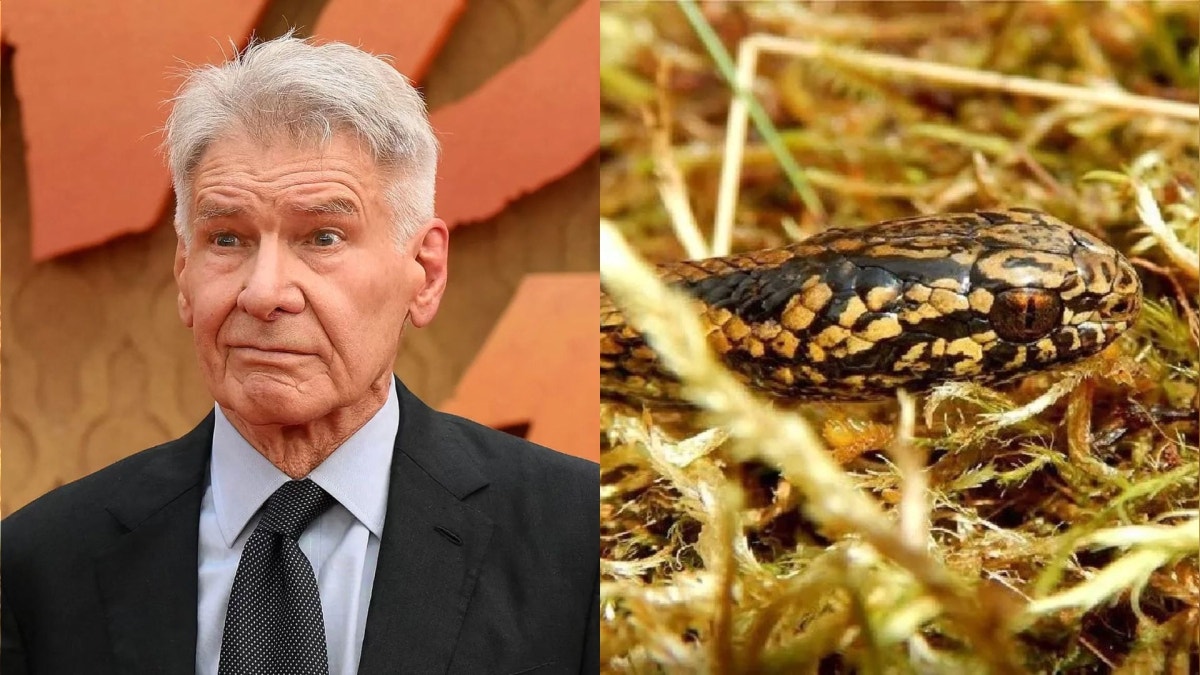 Harrison Ford sobre la serpiente recién descubierta en Perú que lleva su nombre: "Todos los destinos están entrelazados"